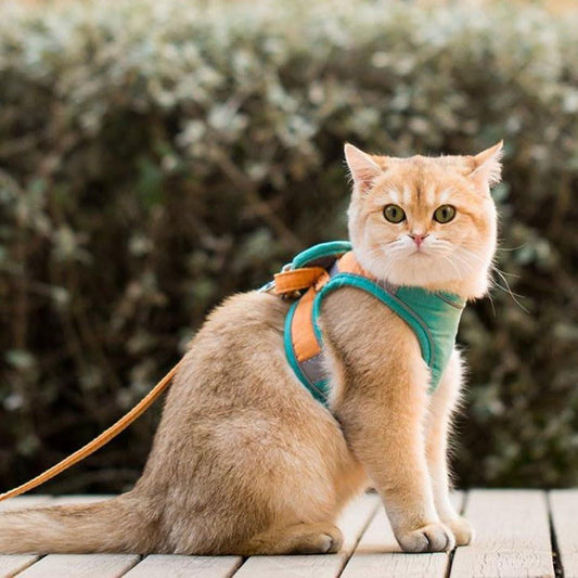 Adjustable Cat Harness Set